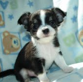 Two Tea Cup chihuahua Puppies Available